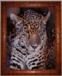 Animals: 2 of 2